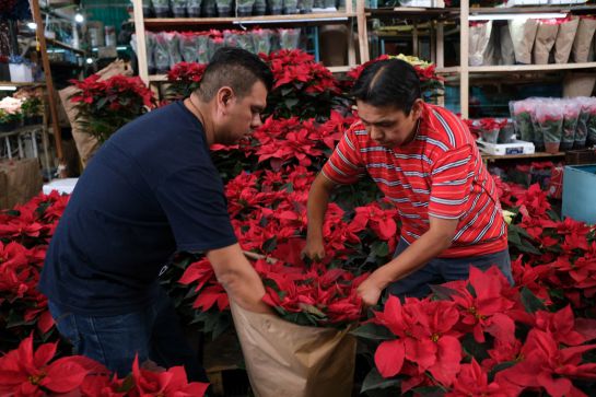 Flor de Navidad: Nochebuena; así puedes cuidar tu plantita en esta  temporada | Sociedad | W Radio Mexico