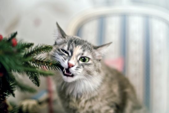 Cuidado; la nochebuena puede poner en riesgo a tu mascota | Sociedad | W Radio Mexico Cuidado; la nochebuena puede poner en riesgo a tu mascota | Sociedad | W Radio Mexico