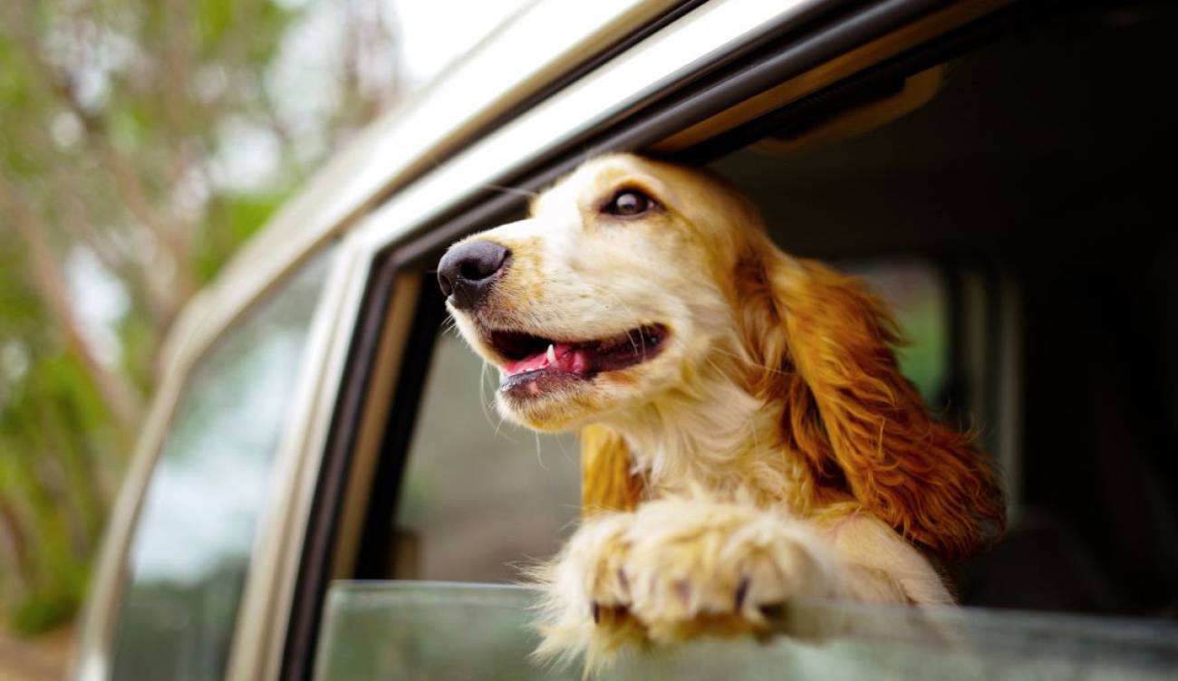 viajar en auto con perros