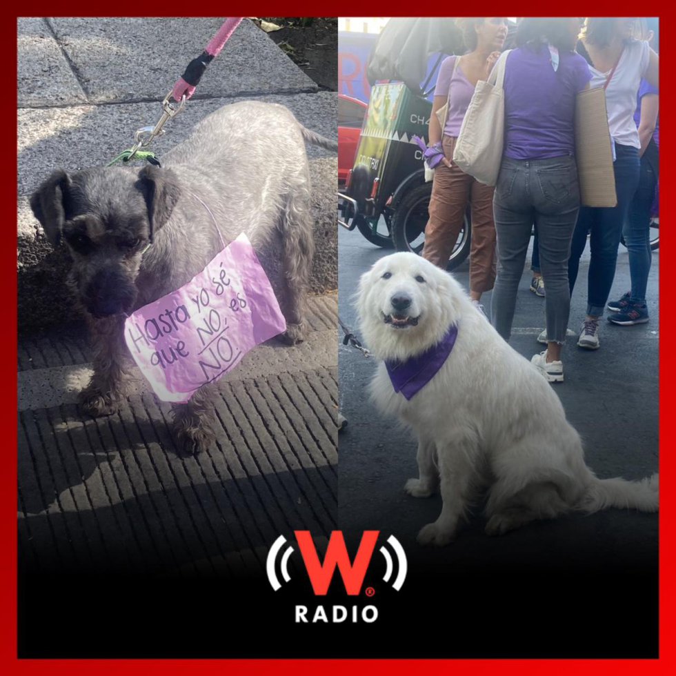No solo fueron mujeres las que participaron, también perritos acompañaron a sus dueñas y no dudaron y portar un mensaje como: "Hasta yo sé que No es No"